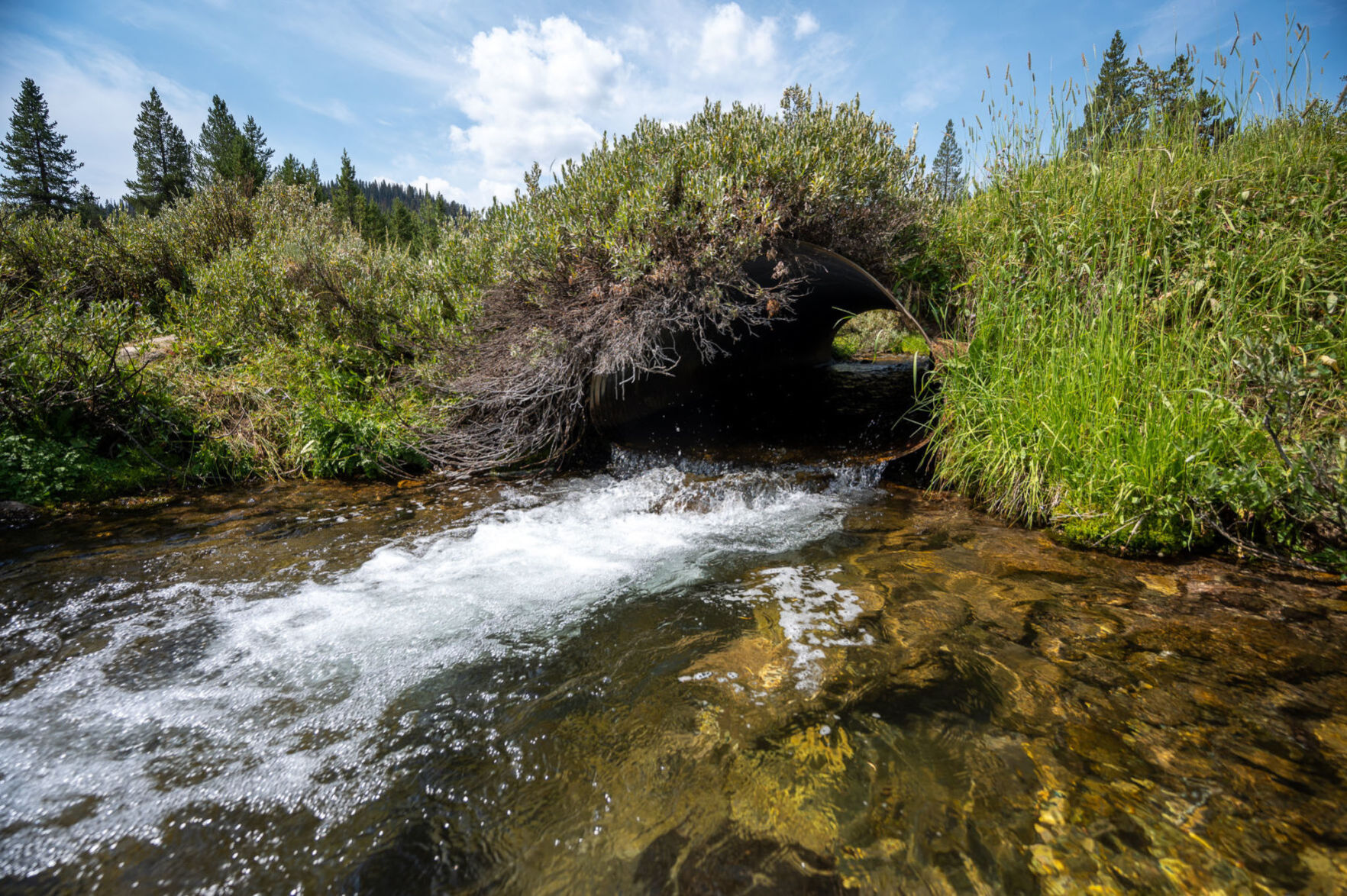Tribasin Fish Passage and Watershed Restoration Project